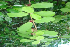 Hemidesmus indicus var. pubescens